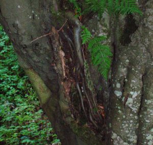 درخت اروپایی با ریشه های هوایی